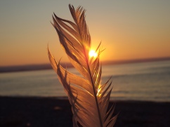 Feather Sunset